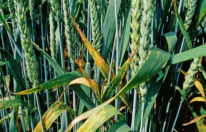 พืชที่มีโรค