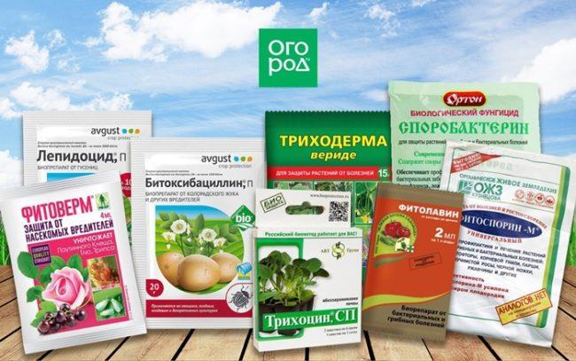 การเตรียมทางชีวภาพ