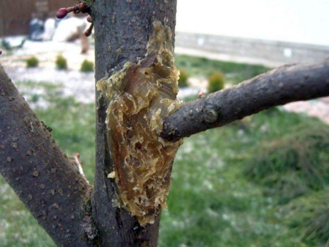 พันธุ์ไม้สวน