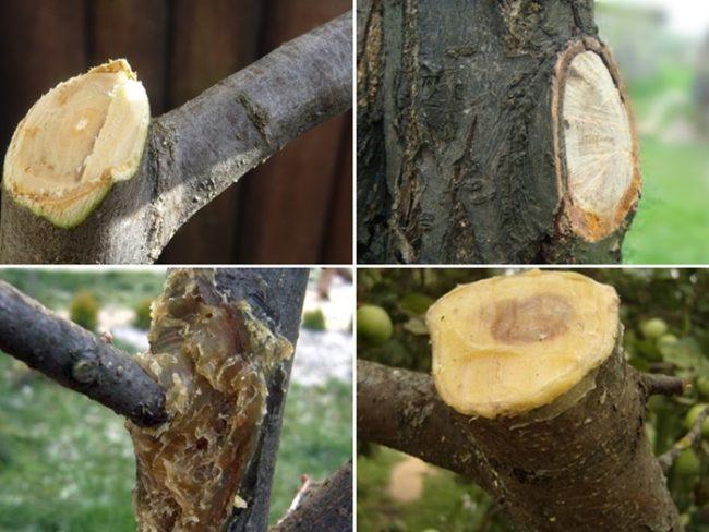 พันธุ์ไม้สวน