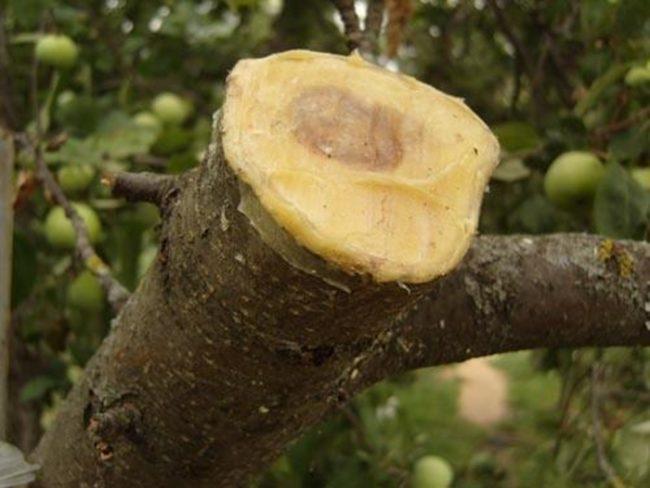 พันธุ์ไม้สวน