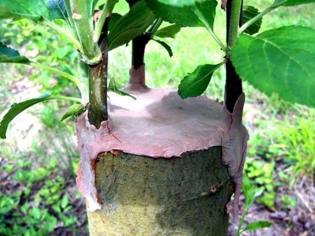 พันธุ์ไม้สวน