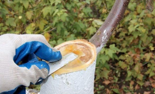 พันธุ์ไม้สวน