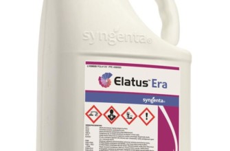 เอลาตัส เรีย