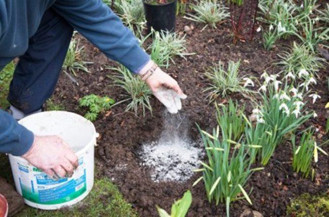 วิธีการใช้ขี้เถ้าในสวนของคุณ