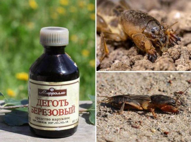 น้ำมันเบิร์ชในสวนเพื่อควบคุมศัตรูพืช