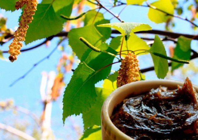 น้ำมันเบิร์ชในสวนเพื่อควบคุมศัตรูพืช