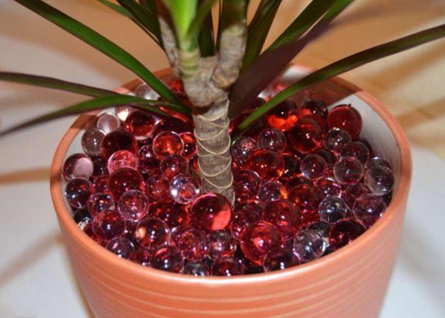 hydrogel pour plantes