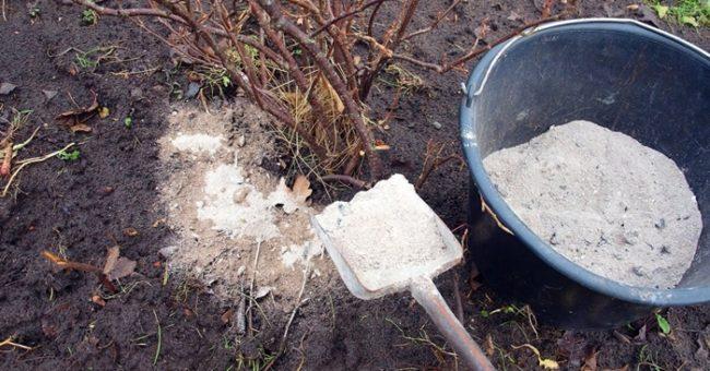 วิธีการใช้ขี้เถ้าในสวนของคุณ