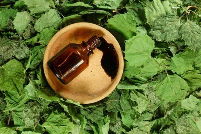 น้ำมันเบิร์ชในสวนเพื่อควบคุมศัตรูพืช