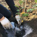 วิธีการใช้ขี้เถ้าในสวนของคุณ