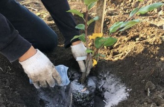 วิธีการใช้ขี้เถ้าในสวนของคุณ