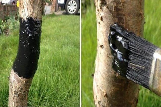 น้ำมันเบิร์ชในสวนเพื่อควบคุมศัตรูพืช