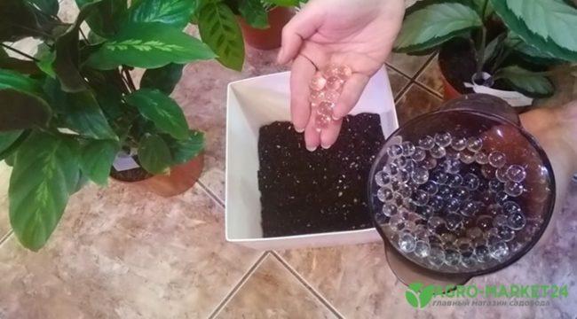 hydrogel pour plantes