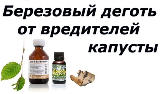 น้ำมันเบิร์ชในสวนเพื่อควบคุมศัตรูพืช