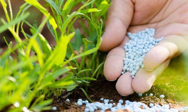 ปุ๋ยไนโตรเจน