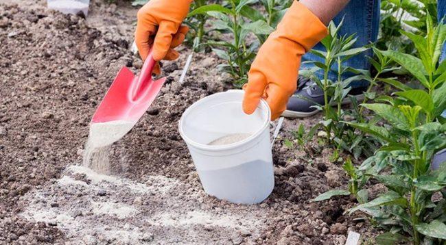 การใส่ปูนขาวในดิน