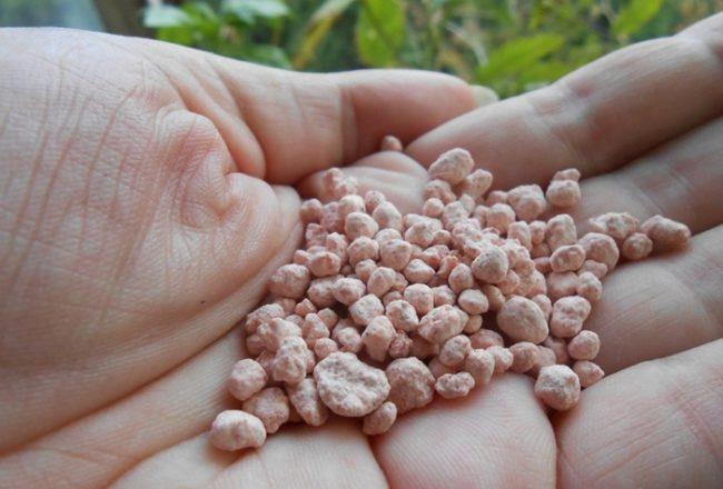 วิธีการใช้ขี้เถ้าในสวนของคุณ