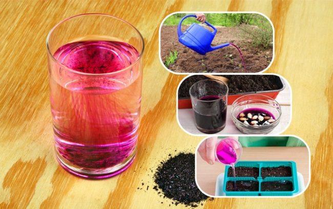 โพแทสเซียมเปอร์แมงกาเนตสำหรับสวน