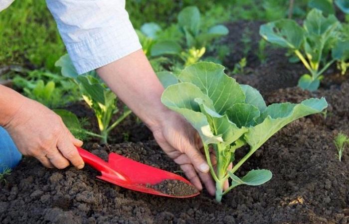 การปลูกกะหล่ำปลี