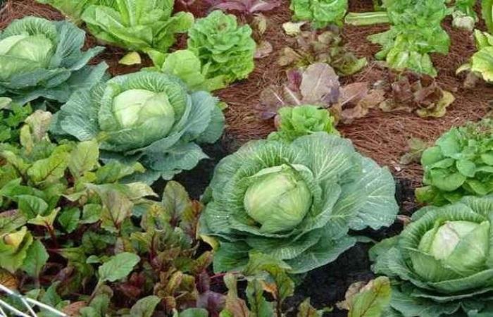 กะหล่ำปลีกำลังเติบโต