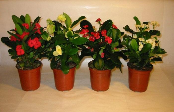 ต้นไม้ในร่ม