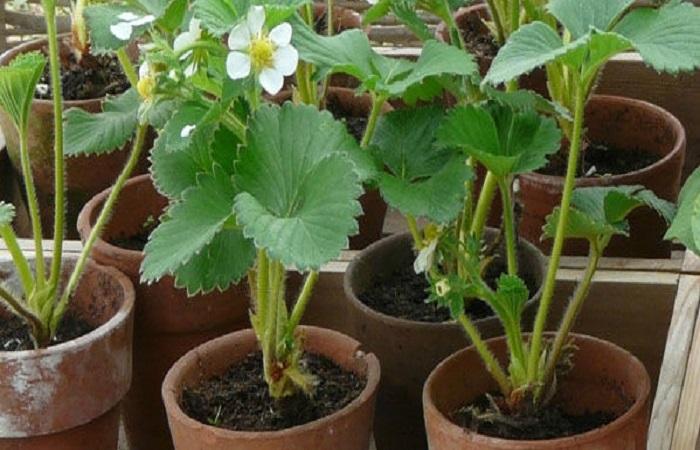 สตรอเบอร์รี่ในกระถาง