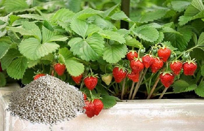 ราสเบอร์รี่พันธุ์