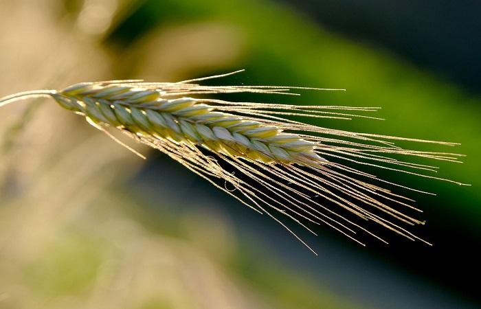 ข้าวไรย์สุก