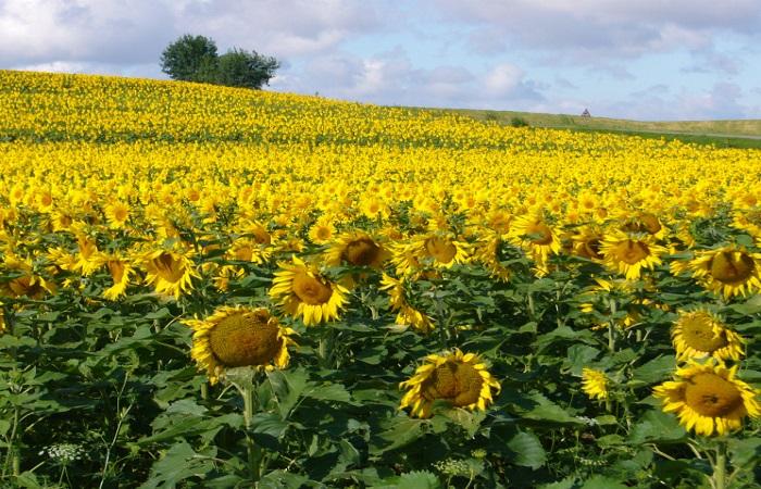 ดอกทานตะวันบาน