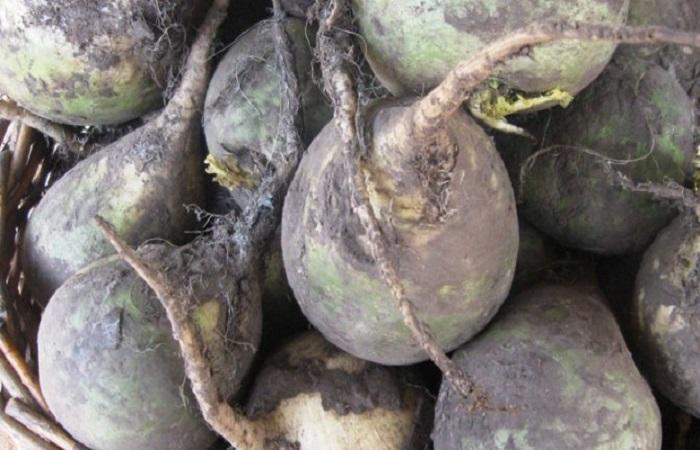 หัวไชเท้า