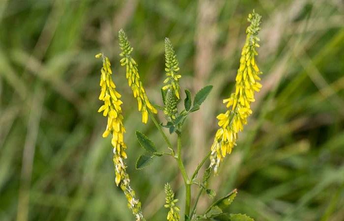 โคลเวอร์หวาน