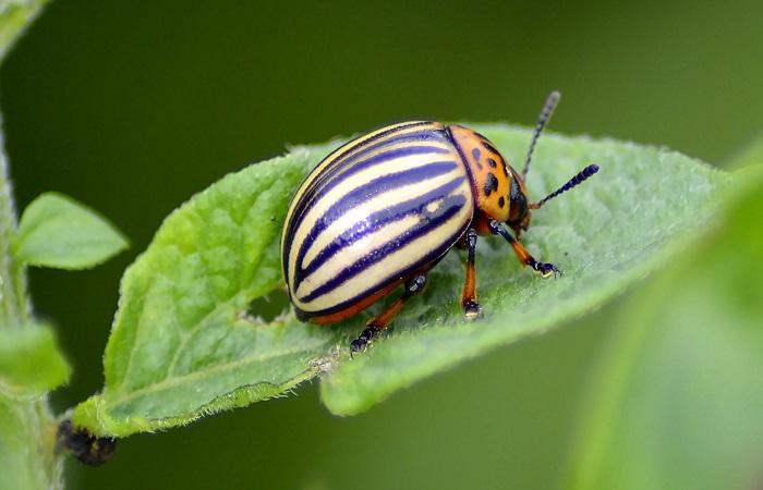 ด้วงบนใบไม้