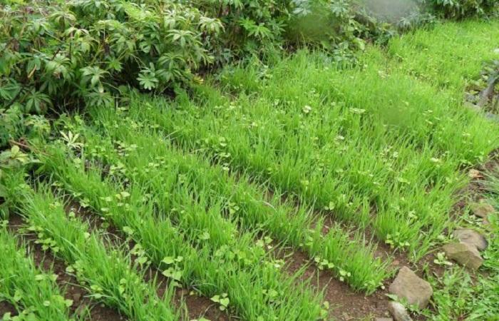 พืชเจริญเติบโต