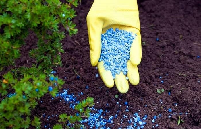 การให้อาหารแก่ใบสน