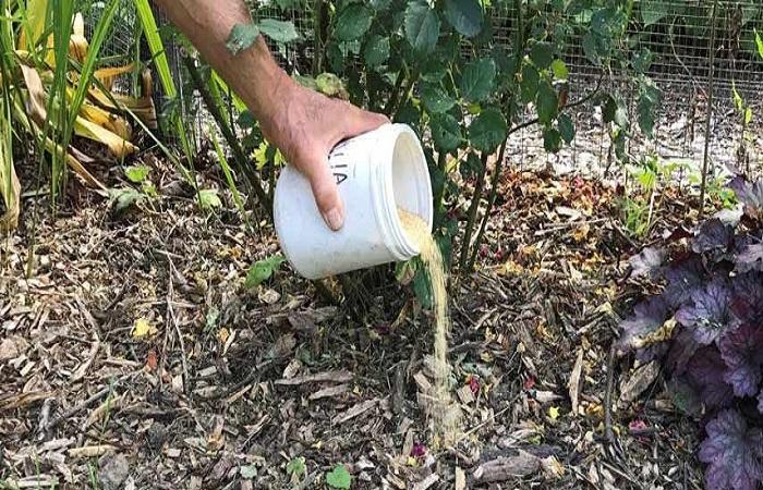 ให้อาหารกุหลาบ