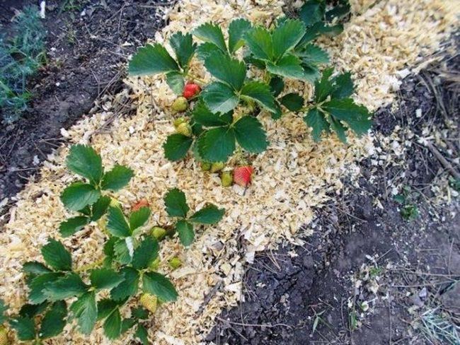 วิธีการใช้ขี้เลื่อยเพื่อสวน