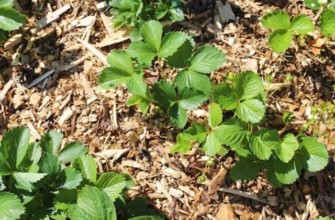 วิธีการใช้ขี้เลื่อยเพื่อสวน