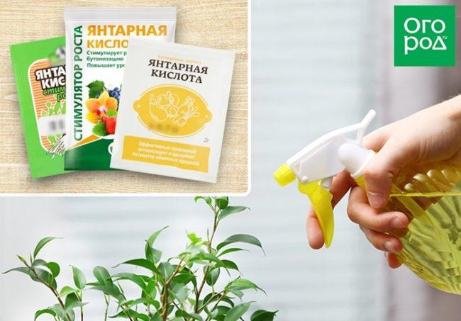 กรดซัคซินิกสำหรับพืช