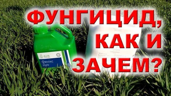 การบำบัดด้วยสารฆ่าเชื้อรา