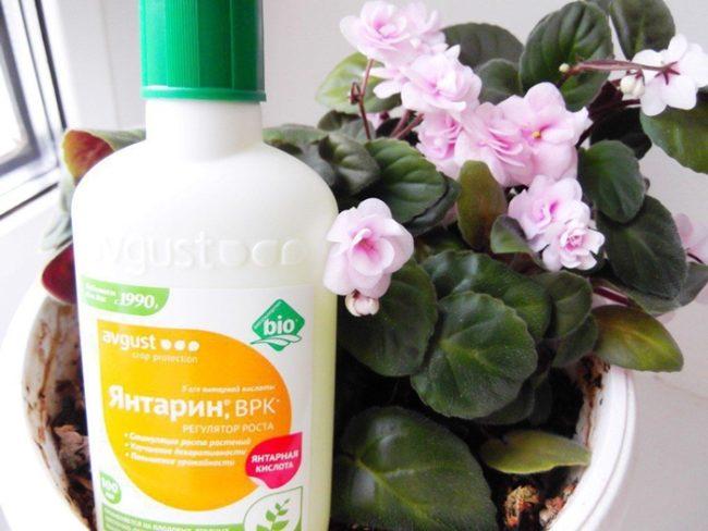 กรดซัคซินิกสำหรับพืช