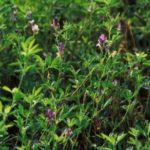 อัลฟัลฟาเป็นปุ๋ยพืชสด