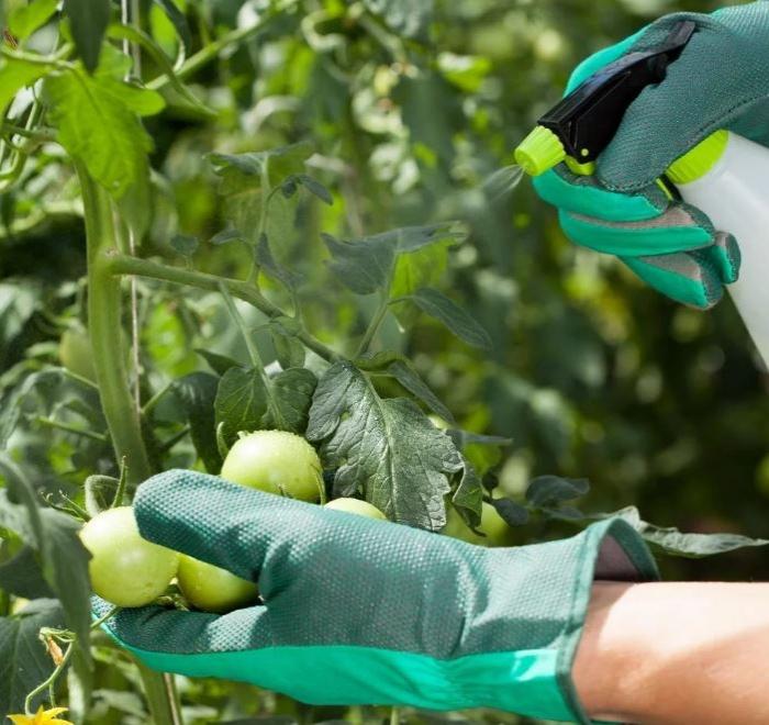 สปอโรแบคทีเรียนสำหรับพืช: คำแนะนำในการใช้