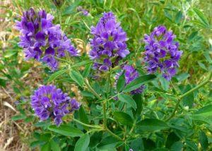 การปลูกอัลฟัลฟาเป็นปุ๋ยพืชสด ควรปลูกเมื่อไรและอย่างไร รวมถึงการผสม