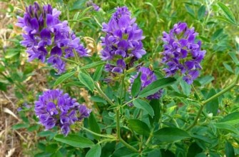 อัลฟัลฟาเป็นปุ๋ยพืชสด