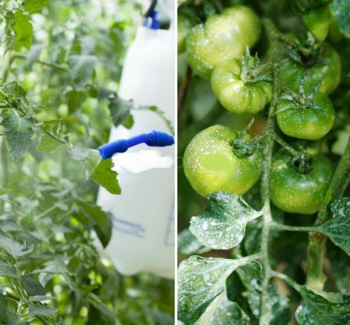 ส่วนผสมบอร์โดซ์