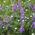 อัลฟัลฟาเป็นปุ๋ยพืชสด