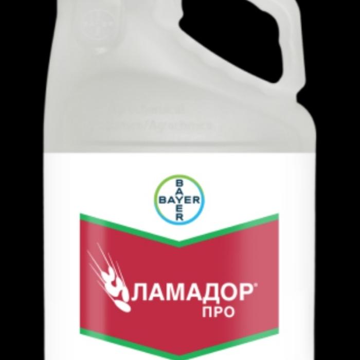 Pansement aux graines de Lamador