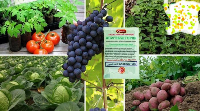 สปอโรแบคทีเรียนสำหรับพืช: คำแนะนำในการใช้