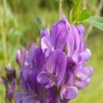 อัลฟัลฟาเป็นปุ๋ยพืชสด